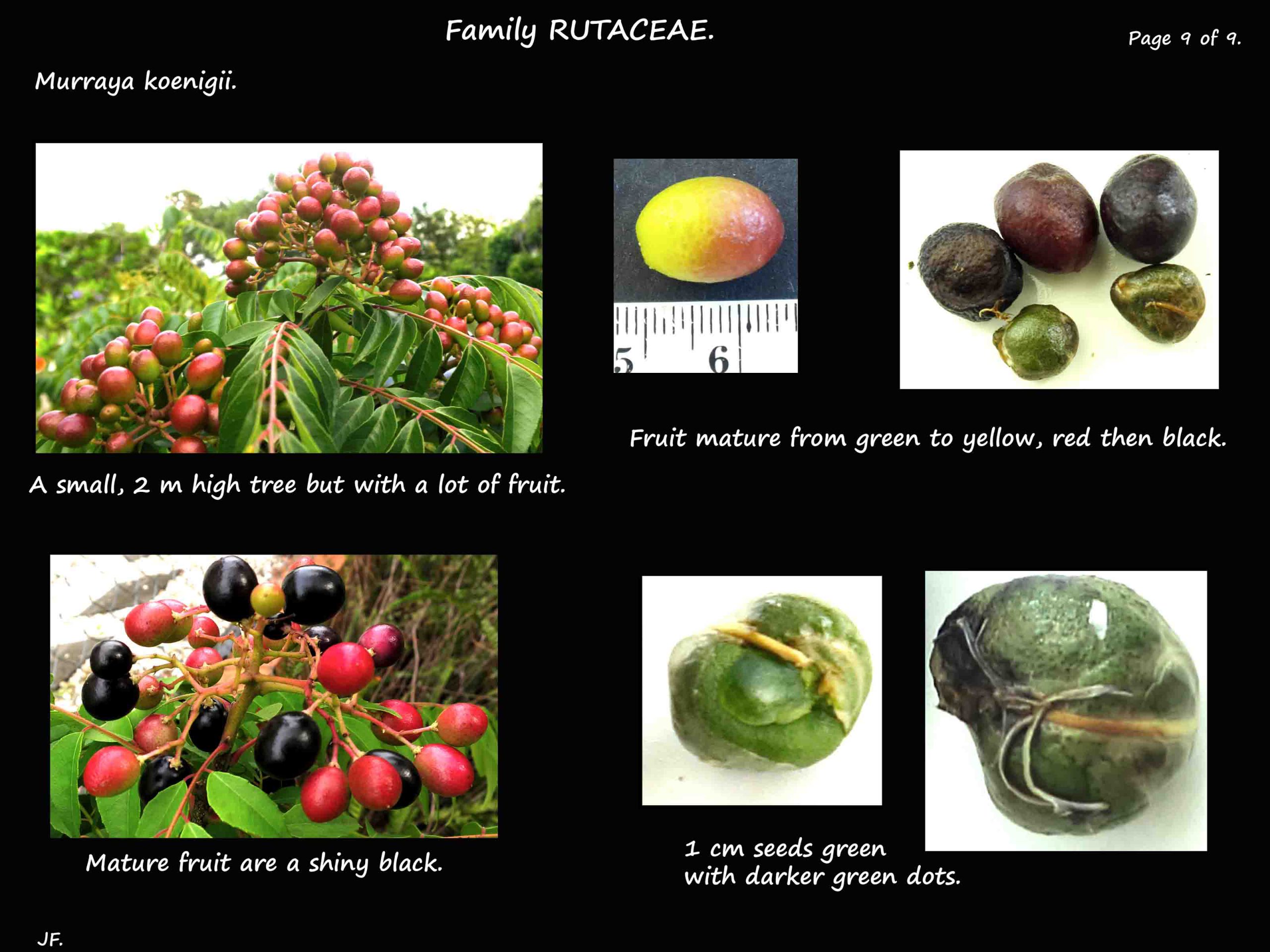 9 Murraya koenigii fruit